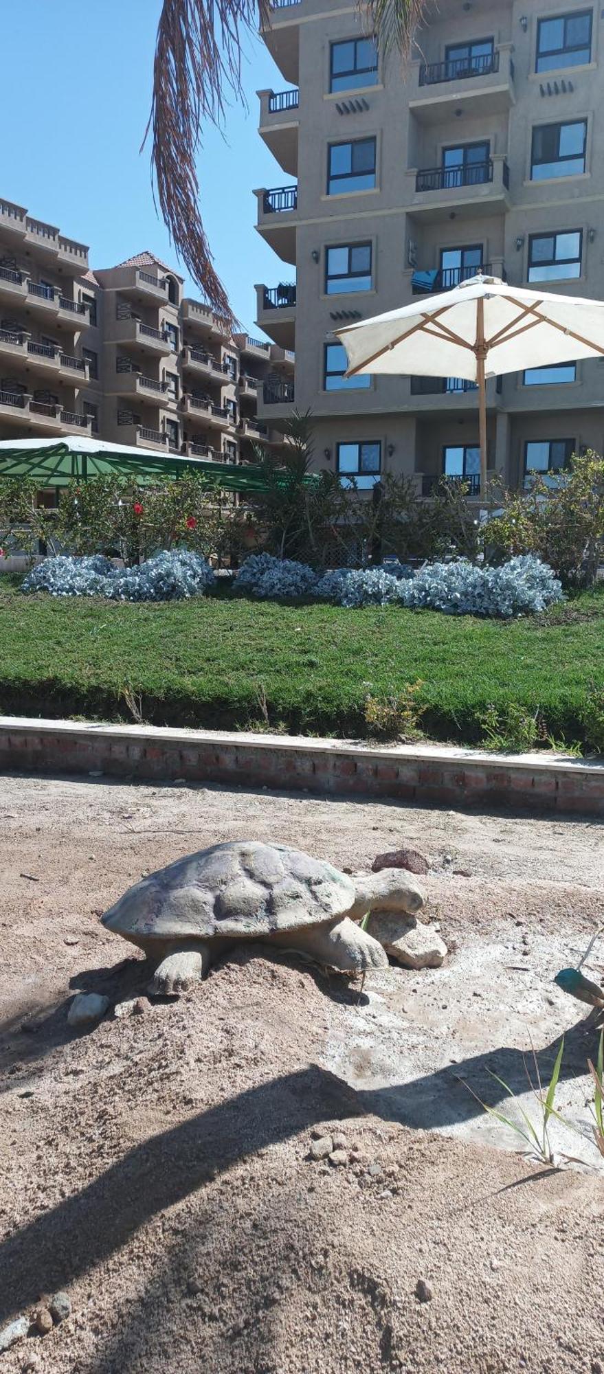Turtles *